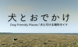 犬とのおでかけ