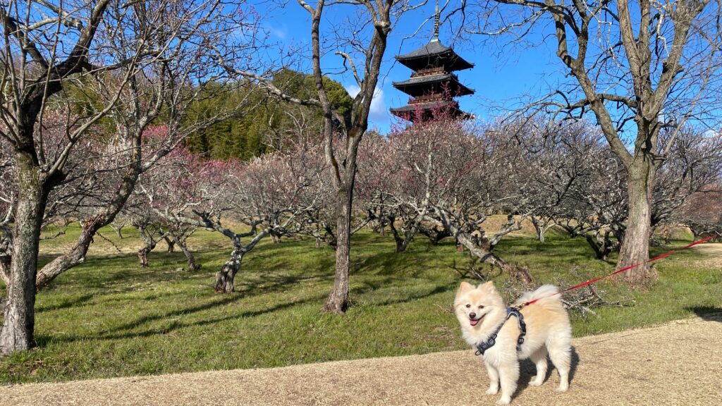 満開間近の早春の梅
