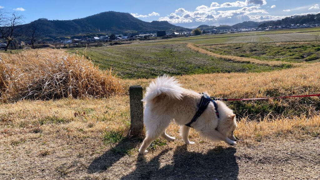 クン活に夢中なわんこ