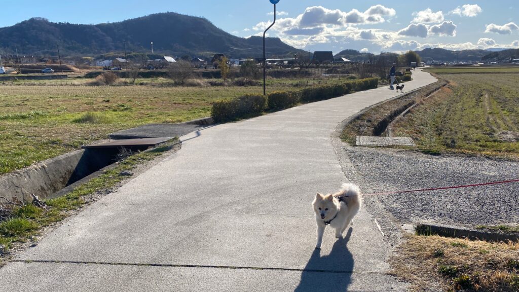 ほかのわんことすれ違う