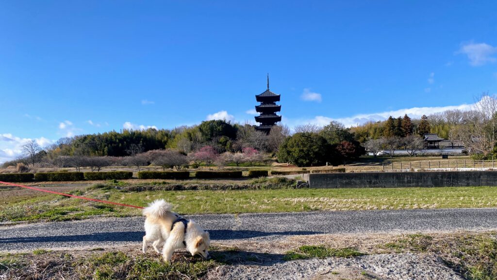 備中国分寺五重塔を眺めながらのんびりお散歩